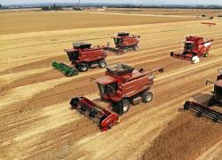 Cina: in corso raccolta del grano in seconda area di produzione