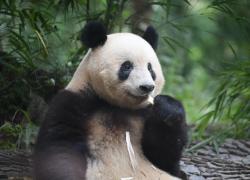 Cina: panda Xiang Xiang festeggia settimo compleanno nel Sichuan