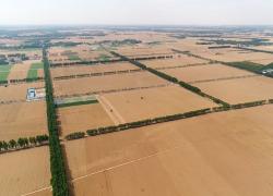 La Cina prevede un raccolto estivo abbondante