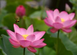Cina: fiori di loto in estate (3)
