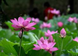 Cina: fiori di loto in estate (2)