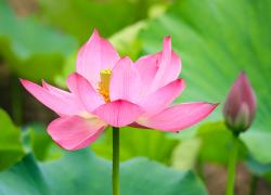 Cina: fiori di loto in estate (1)