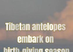 Cina: antilopi tibetane entrano nella stagione riproduttiva                     
