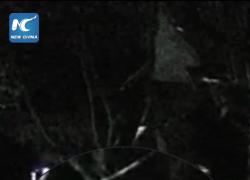 Cina: elefanti asiatici selvatici si avventurano in una stazione di polizia