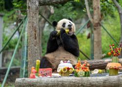 Cina: compleanno del panda gigante nel Sichuan (1)