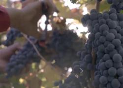 Cina: produttore argentino di vino punta in alto nel settore vinicolo