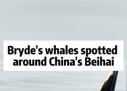 Cina: balenottere di Eden avvistate vicino a Beihai