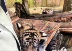 Cina: cuccioli di tigre amano biberon allo Yunnan Safari Park