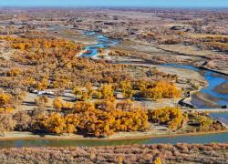 Cina: Mongolia Interna, autunno nella foresta di pioppi dell'Eufrate (1)