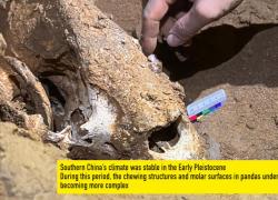 Cina: la caverna più lunga dell'Asia e i suoi fossili di panda di 100mila anni