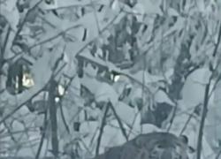 Cina: Jilin, avvistata tigre siberiana a rischio in riserva naturale