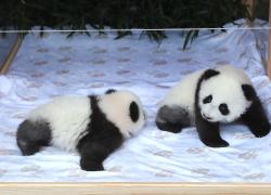 Germania: Zoo Berlino annuncia nomi dei suoi cuccioli di panda gemelli (1)