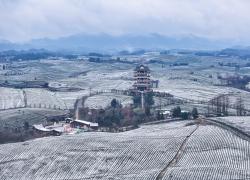 Cina: Guizhou, panorama di piantagioni di tè innevate a Zunyi (1)