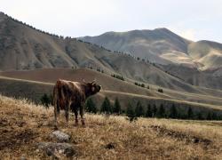 Cina: turismo del ritiro estivo a Wusu nello Xinjiang (1) 
