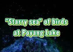 Cina: un "mare stellato" di uccelli sul lago Poyang