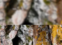 Cina: leopardo delle nevi accudisce i suoi piccoli nel Qinghai