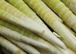 Cina: Guizhou, germogli di bambù "prendono il volo"