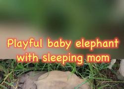 Cina: Yunnan, momenti giocosi tra cucciolo di elefante asiatico e sua madre