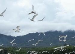 Cina: garzette planano sui campi coltivati nell'Hainan
