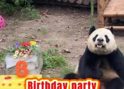 Cina: festa di compleanno per tre panda giganti in uno zoo di Shanghai