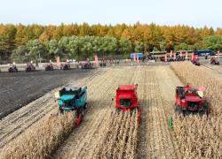 Cina: accelera sforzi per garantire raccolto di cereali autunnali