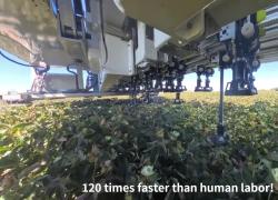 Cina: robot pota germogli di cotone 120 volte più velocemente di esseri umani
