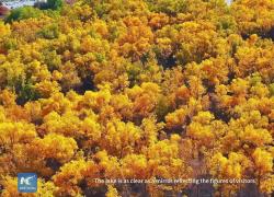 Cina: foreste desertiche di pioppo dell'Eufrate entrano nella stagione di massimo splendore