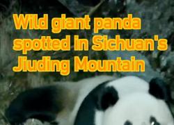Cina: panda gigante selvatico avvistato sul monte Jiuding nel Sichuan