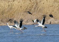 Cina: zona umida di Qilihai registra numeri record di specie di uccelli migratori