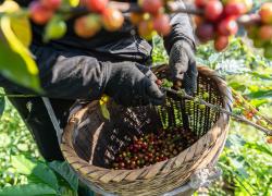 Cina: iniziata nello Yunnan la raccolta delle bacche di caffè (1)