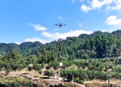 Cina: droni aumentano efficienza raccolta pomeli nelle aree montane del Guizhou