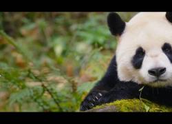 Cina: il parco nazionale del Panda Gigante aumenta la biodiversità