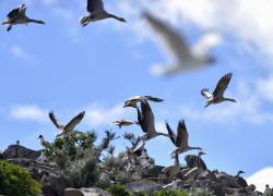 Cina: lago nel sud ovest ospita 310 specie di uccelli dopo rilancio ecologico