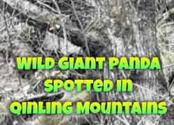 Cina: avvistato un panda gigante selvatico sui monti Qinling