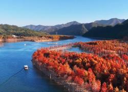 Cina: foresta di cipressi calvi nell'Anhui diventa un paese delle meraviglie