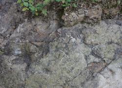 Cina: rinvenute impronte di dinosauro risalenti a circa 200 mln di anni fa