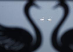 Cina: i cigni migratori svernano nella zona umida di Sanmenxia (1)