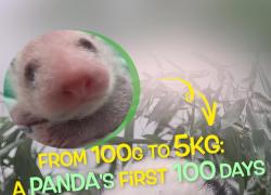 Cina: da 100 grammi a 5 chili, i primi 100 giorni di un panda