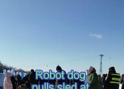 Cina: un robot-cane traina una slitta sul fiume ghiacciato Songhua