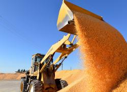 Cina: livello record di produzione cerealicola nel 2025