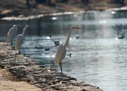 Cina: bacino del fiume Fenhe tappa privilegiata per uccelli migratori (1)