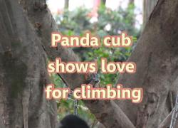 Cina: cucciolo di panda mostra una passione per l'arrampicata