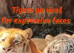 Cina: zoo Chongqing, 2 tigri diventano virali per le loro espressioni 