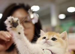 Cina: a Lanzhou apre la fiera degli animali da compagnia (1)