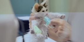 Sterilizzare, la vet Monica Pais: tranne qualche caso, &egrave; la scelta giusta