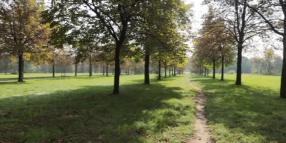 Forestami, a Milano convegno sul tema, cruciale, delle chiome urbane