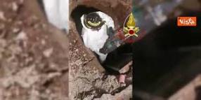 Cagnolino intrappolato in una tubatura, i Vigili del fuoco salvano il piccolo Teddy