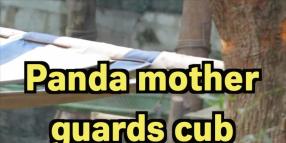 Cina: madre panda protegge il suo cucciolo allo zoo di Chongqing