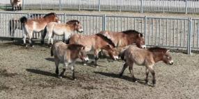 Cina: sforzi di conservazione riportano in natura un numero maggiore di cavalli di Przewalski