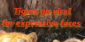 Cina: zoo Chongqing, 2 tigri diventano virali per le loro espressioni 